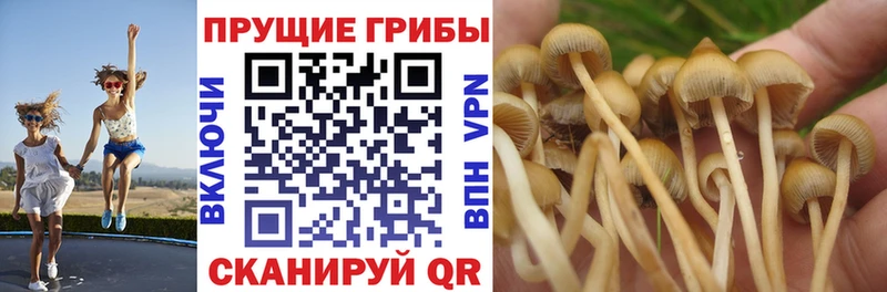 Псилоцибиновые грибы MAGIC MUSHROOMS  Кяхта 